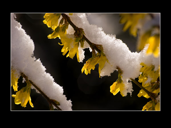 forsythia.jpg